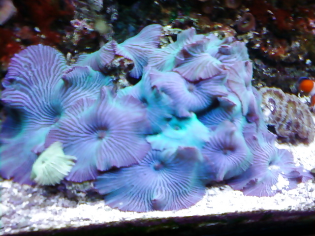 La mia vasca di barriera corallina... per chi vuole
 #2154747
