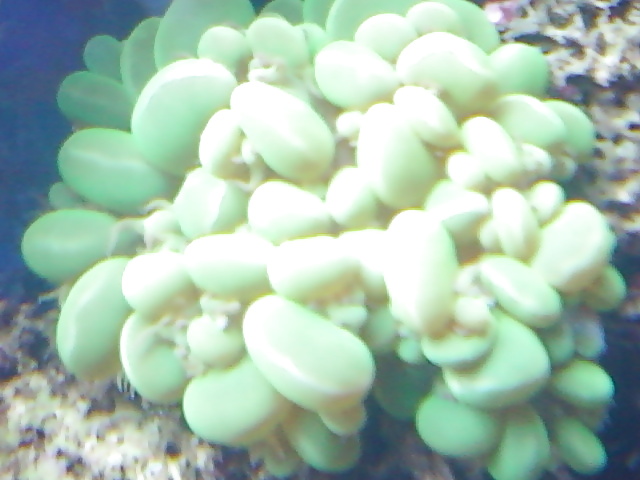 La mia vasca di barriera corallina... per chi vuole
 #2154753