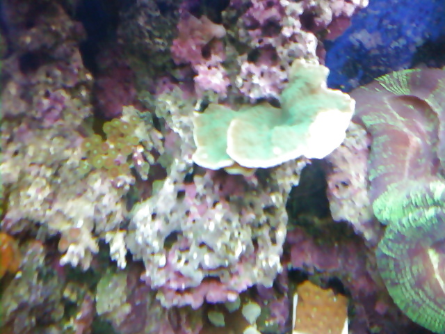 La mia vasca di barriera corallina... per chi vuole
 #2154761