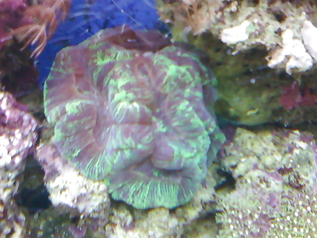 La mia vasca di barriera corallina... per chi vuole
 #2154769