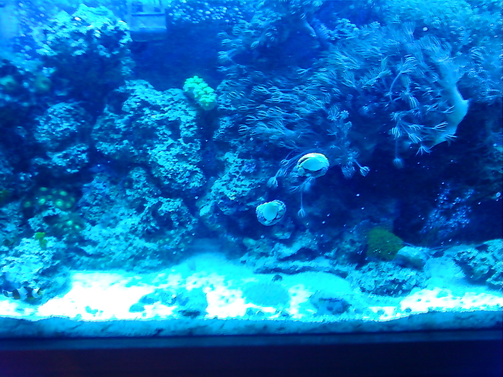 La mia vasca di barriera corallina... per chi vuole
 #2154804