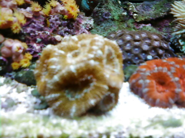La mia vasca di barriera corallina... per chi vuole
 #2154811