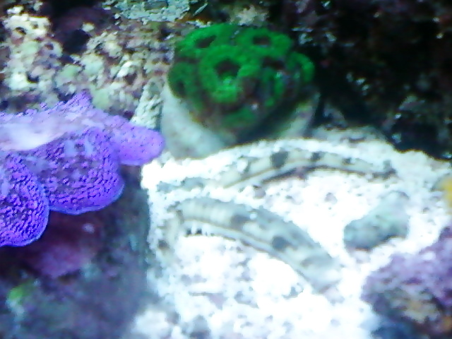 La mia vasca di barriera corallina... per chi vuole
 #2154818