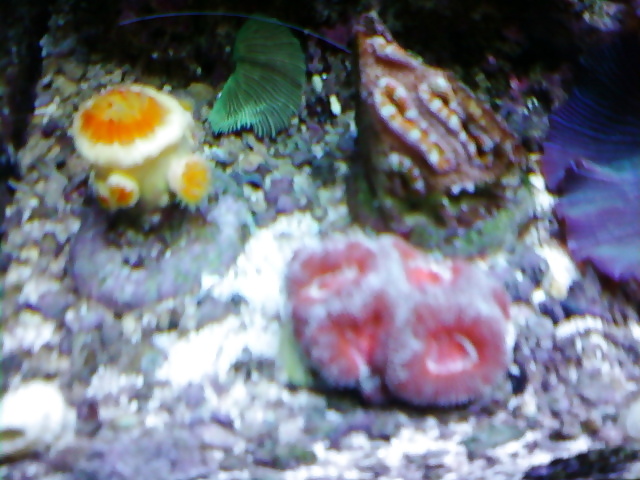 La mia vasca di barriera corallina... per chi vuole
 #2154825