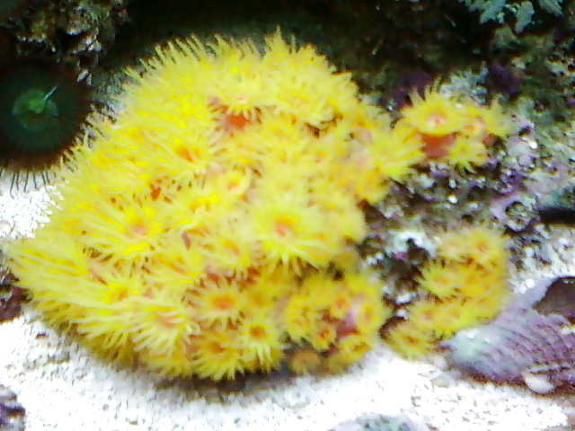 La mia vasca di barriera corallina... per chi vuole
 #2154832