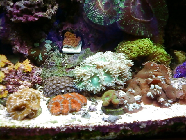 La mia vasca di barriera corallina... per chi vuole
 #2154848