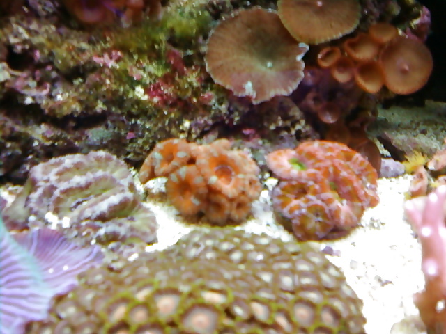 私のサンゴ礁の水槽...好きな人のために
 #2154855