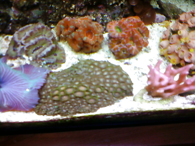 La mia vasca di barriera corallina... per chi vuole
 #2154861