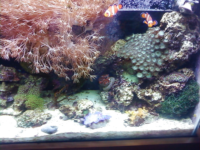 La mia vasca di barriera corallina... per chi vuole
 #2154870