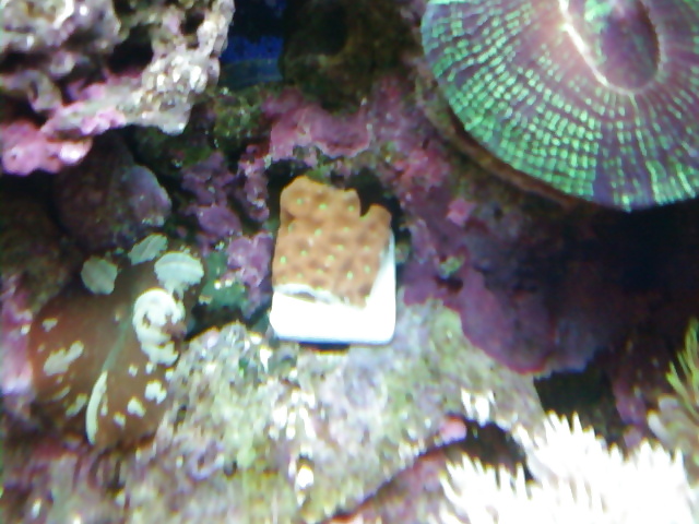La mia vasca di barriera corallina... per chi vuole
 #2154890