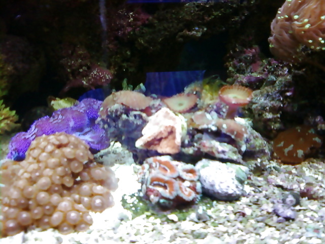 La mia vasca di barriera corallina... per chi vuole
 #2154904