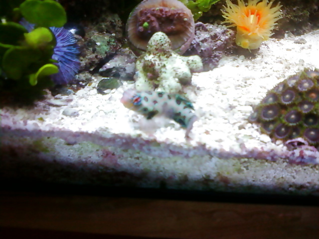 Mi tanque de arrecife .. para aquellos que les gusta
 #2154911