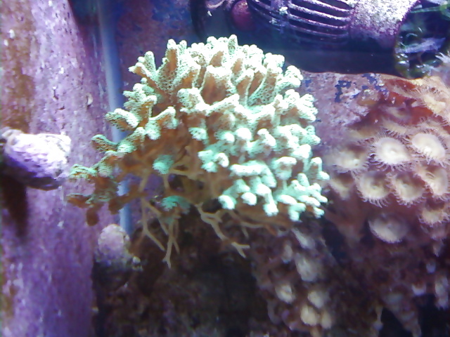 La mia vasca di barriera corallina... per chi vuole
 #2154919