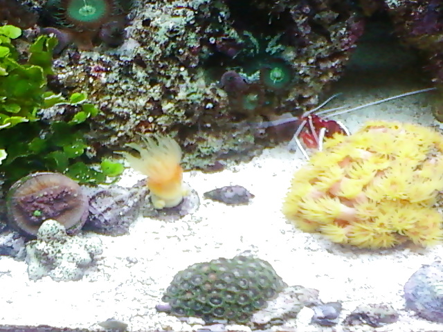 La mia vasca di barriera corallina... per chi vuole
 #2154926