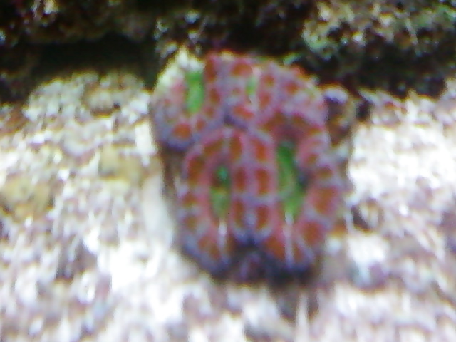 Mi tanque de arrecife .. para aquellos que les gusta
 #2154932