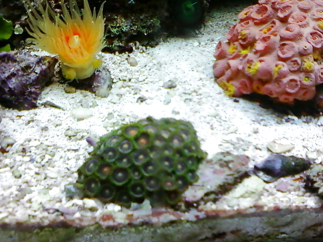 Mi tanque de arrecife .. para aquellos que les gusta
 #2154940