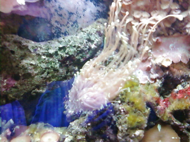 La mia vasca di barriera corallina... per chi vuole
 #2154953