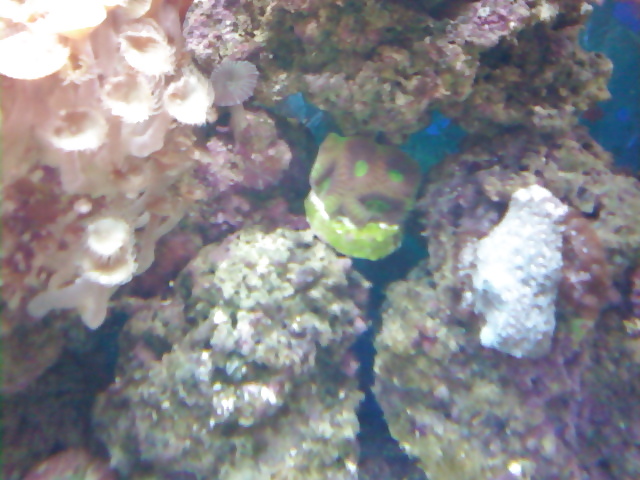 私のサンゴ礁の水槽...好きな人のために
 #2154959