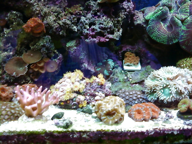 La mia vasca di barriera corallina... per chi vuole
 #2154967
