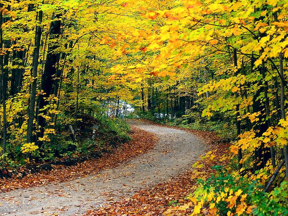 Otoño en todas partes.
 #13370052