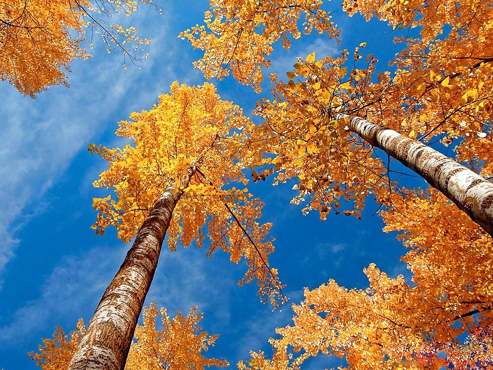 Otoño en todas partes.
 #13370090