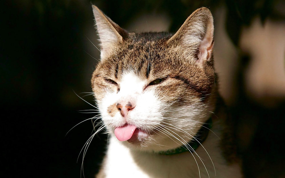KoolKoolKitty #4373364
