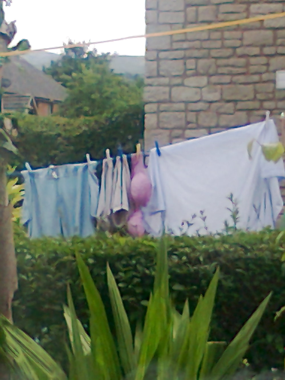 Next doors washing line #4605601