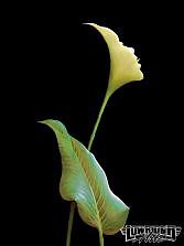 Hidden Faces #13780711