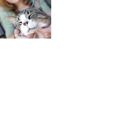 Making pussies purrrr #3718336