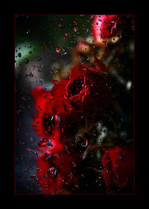 Roses ... Pour Vous! #15274164