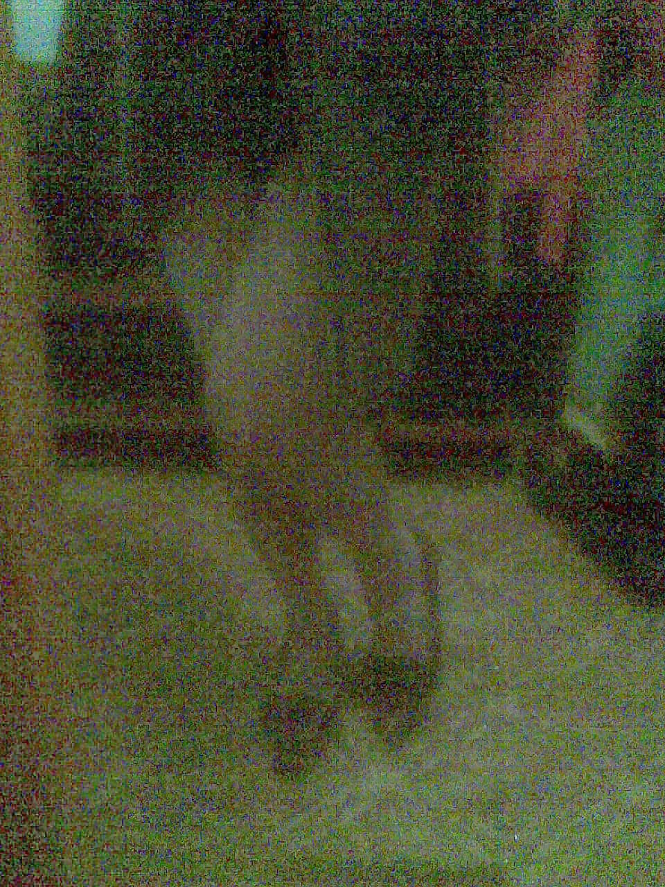 ディナ2
 #12729499