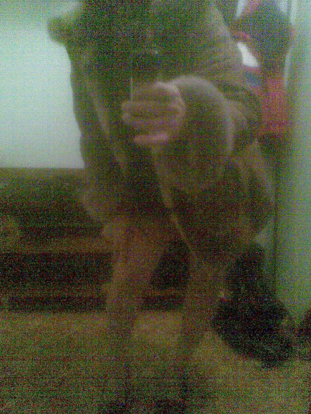 ディナ2
 #12729565