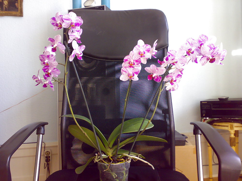 ¿Son traviesas las orquídeas?
 #969096