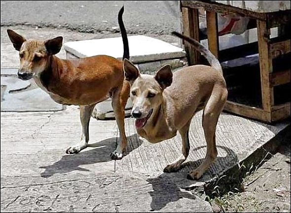 Lustige Tiere! Nicht-Porno! Kapiert! #2389407