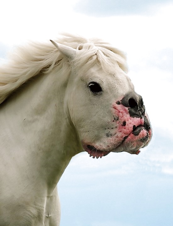 Cosa rara
 #12099587