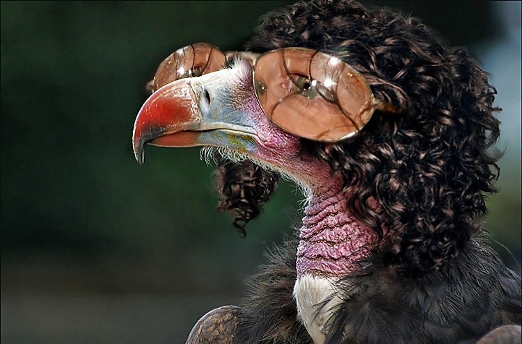 Cosa rara
 #12099592