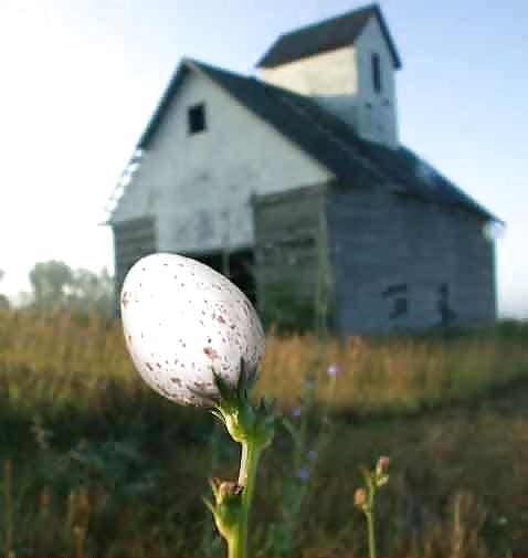 Cosa rara
 #12099675