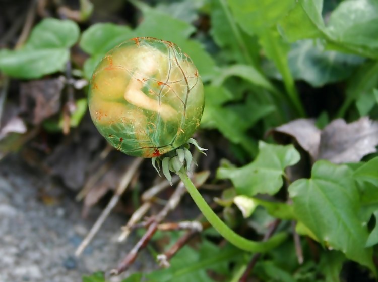 Cosa rara
 #12099703