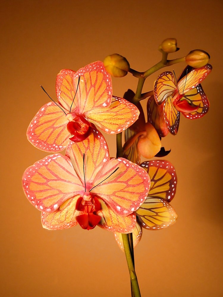 Cosa rara
 #12099859