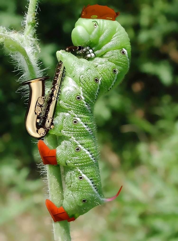 Cosa rara
 #12099895