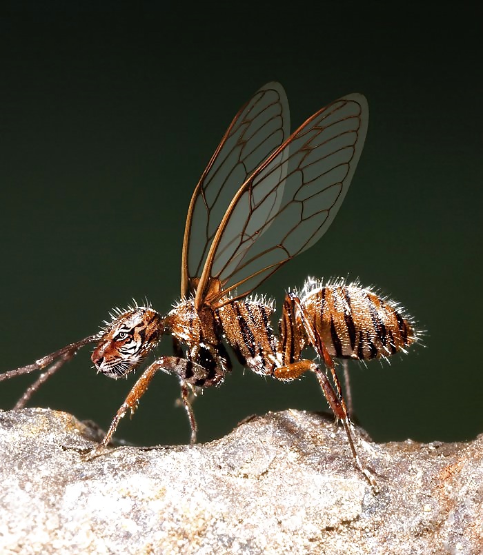 Cosa rara
 #12099942