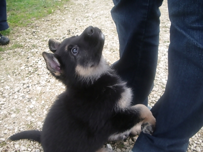 Pets #11928771
