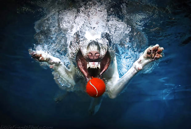 Underwater dogs by jedman #17885130
