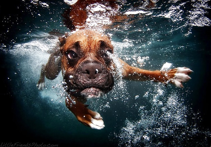 Perros bajo el agua por jedman
 #17885143