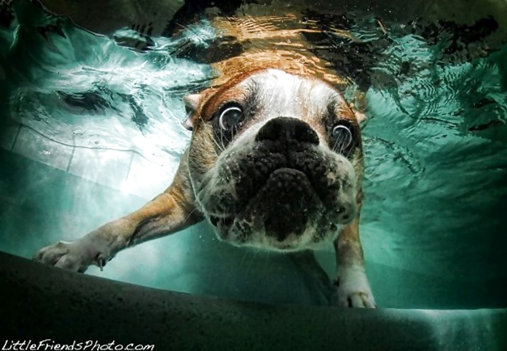 Perros bajo el agua por jedman
 #17885150