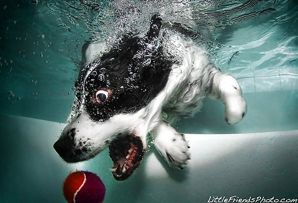 Perros bajo el agua por jedman
 #17885157