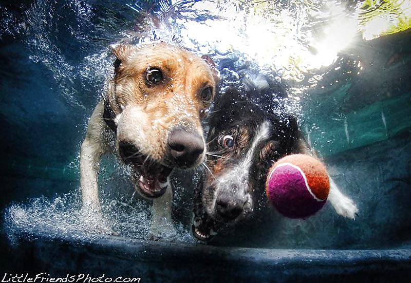 Perros bajo el agua por jedman
 #17885218