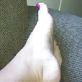 Comment on my girls sexy feet & toes #13173736