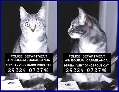Radio londres : kitty meow muy peligroso ......
 #6612544