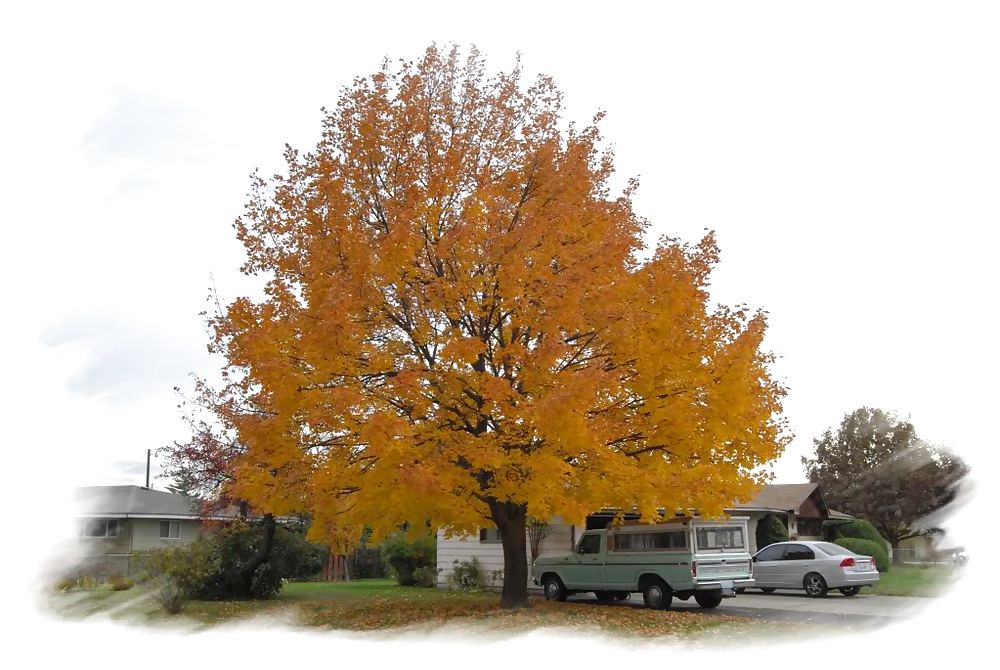 Sexy Girl 1 #10136350